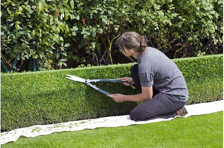 box-hedge-topiary-shears-gardener-trimming