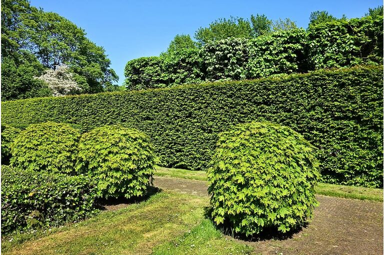 shorn-hedge-shorn-bush-hedge-bush