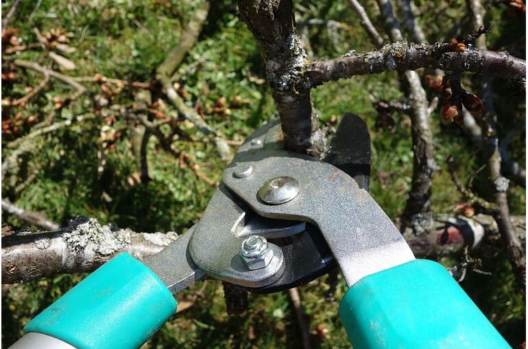 pruning-shears-autumn-garden-gardening